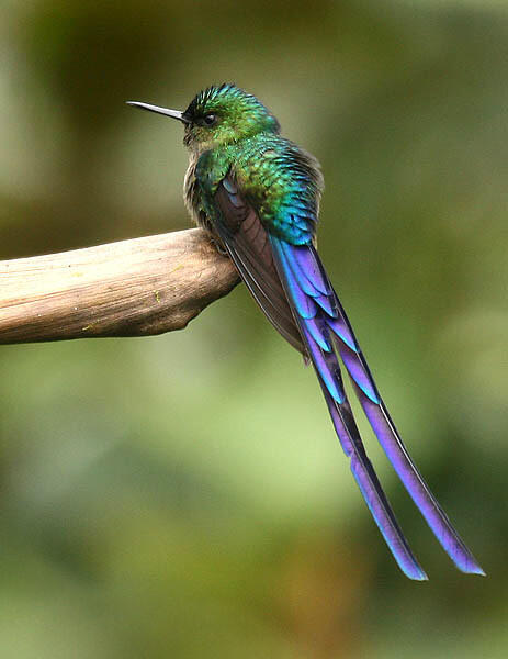 A colorful hummingbird perched on a tree branch.