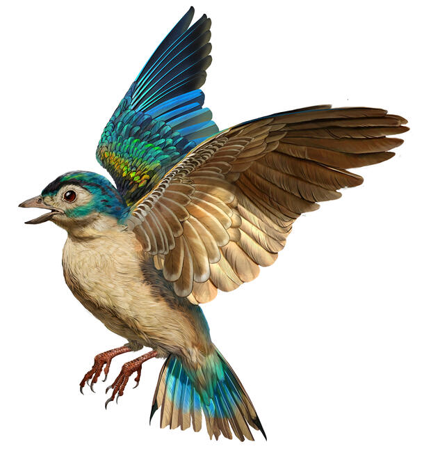 Artist's rendering of an early bird with multicolored wings and the top of its head, a Paracoracias, in flight.