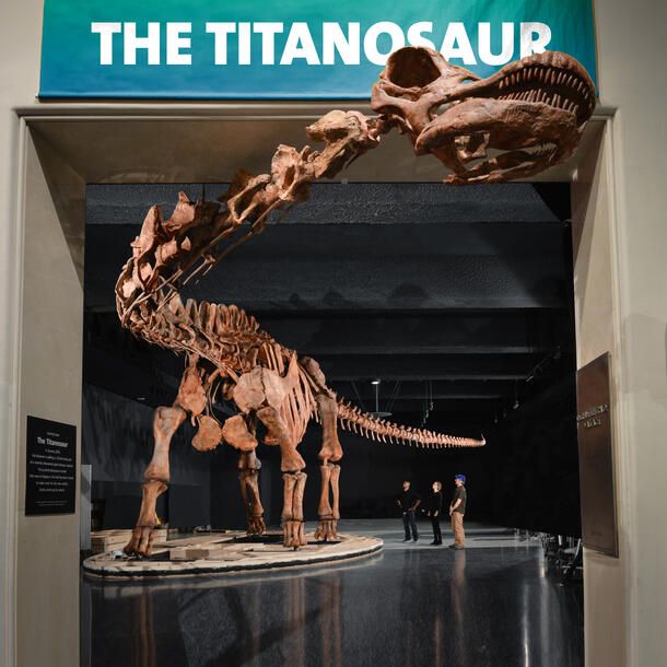 Titanosaur fossil skeleton with its head protruding from the Titanosaur gallery space.