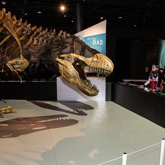 A group of visitors view the "shadow theater" display in the T. rex: Ultimate Predator exhibition.