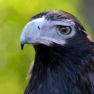 Close-up of wedge-tailed eagle's head showcasing its large eye.