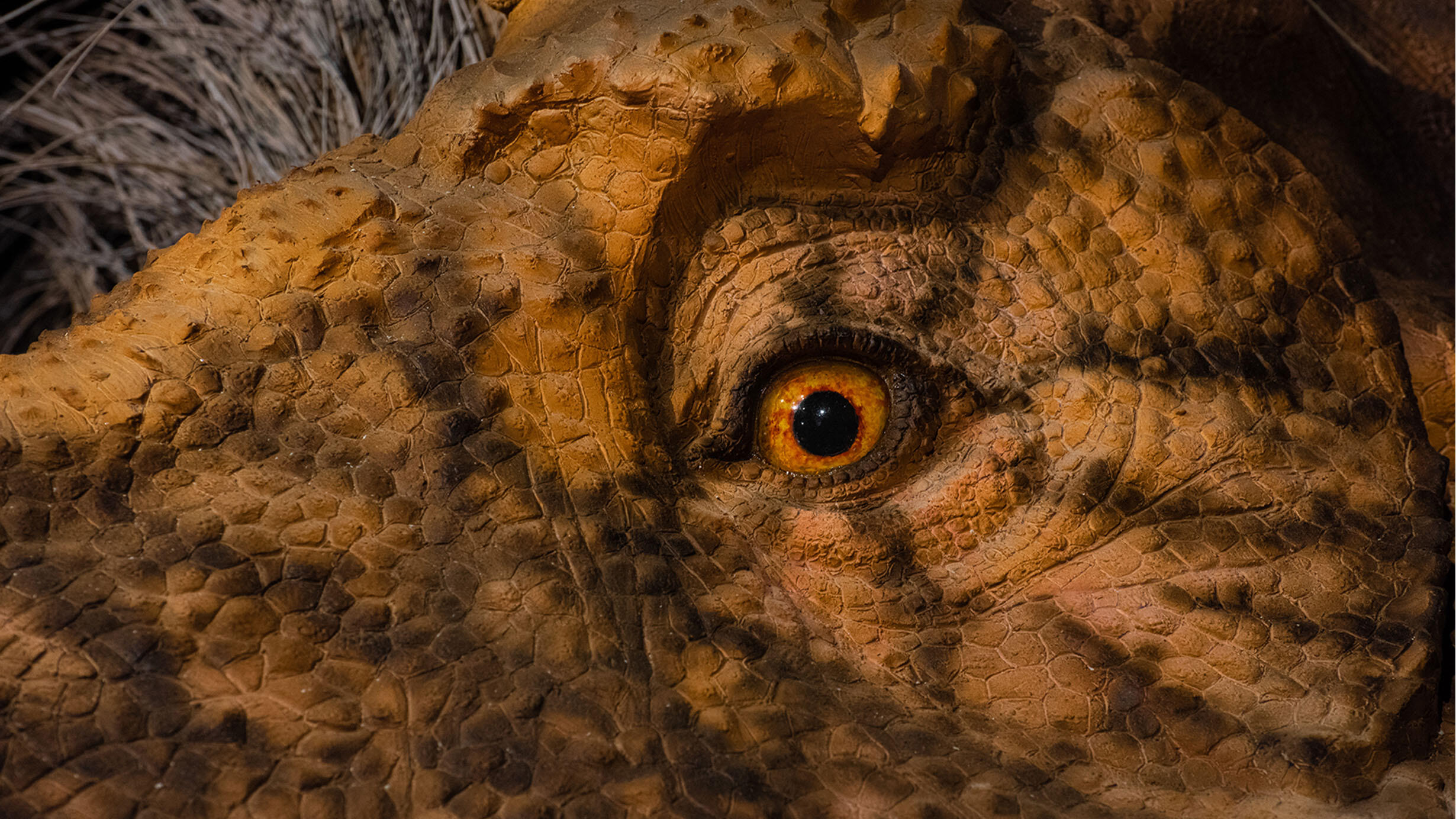 Closeup of the eye of the life-sized T. rex model on display in the T. rex: Ultimate Predator Exhibition.