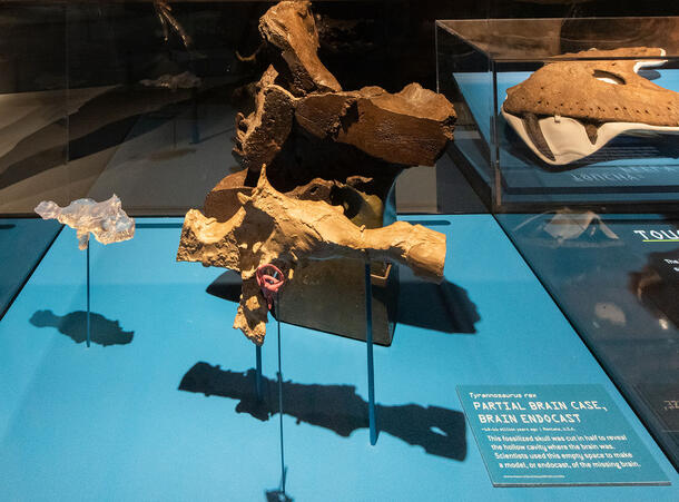 Mount of T. rex brain case with model of T. rex brain in the T. rex: Ultimate Predator exhibition.