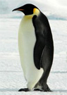 A large penguin standing in an icy landscape.