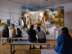 Six Museum visitors sit on benches next to the life-size African elephant model and view a projection of the elephant's skeleton on the model.