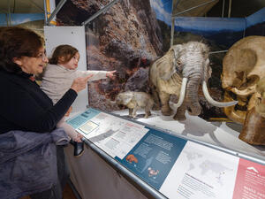 A visitor holds a child who is pointing at the life-size models of an adult and calf pair of dwarf elephants.
