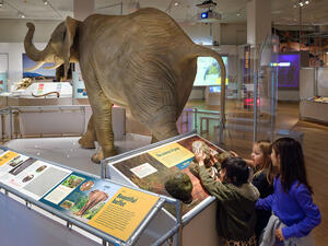 Three children crowd around the elephant poop interactive, as one of them slides a life-size poop model to reveal an image inside.