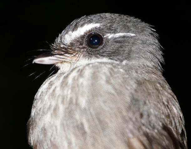 Close-up on the head of a tiny fantail bird.