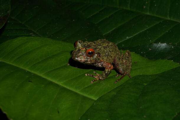 A bumpy textured frog with deeply colored eyes sits on a leaf.