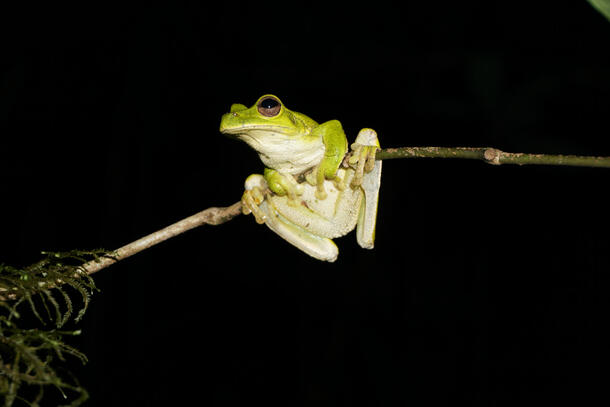A brightly colored frog hands onto a thin branch with both hands and both feet.