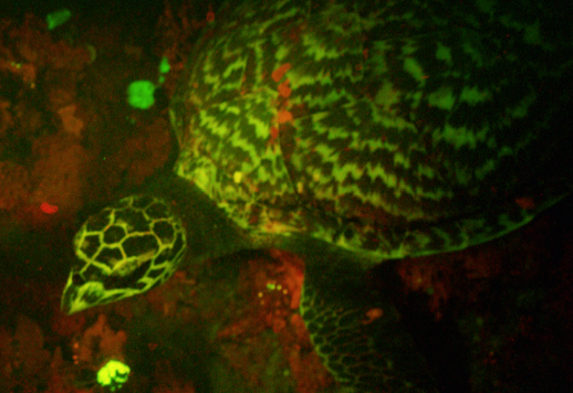 Overhead view of a biofluorescent hawksbill turtle in water.