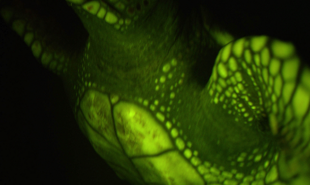 Close-up on the underside of a biofluorescent loggerhead turtle in water.