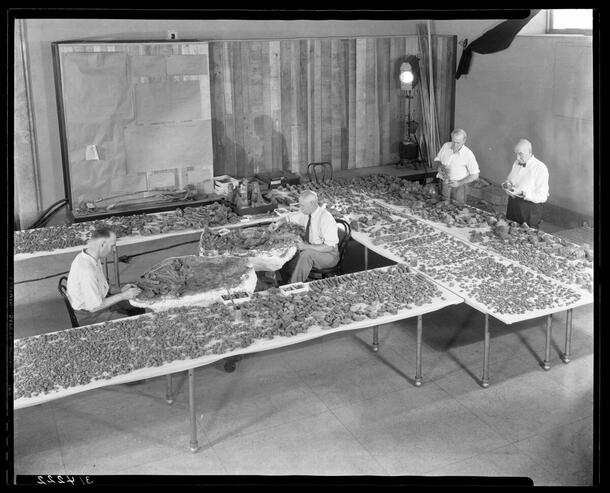 Jeremiah Walsh, Barnum Brown, Peter Kaisen, Otto Falkenbach working on Hoplitosaurus fragments, August, 1933