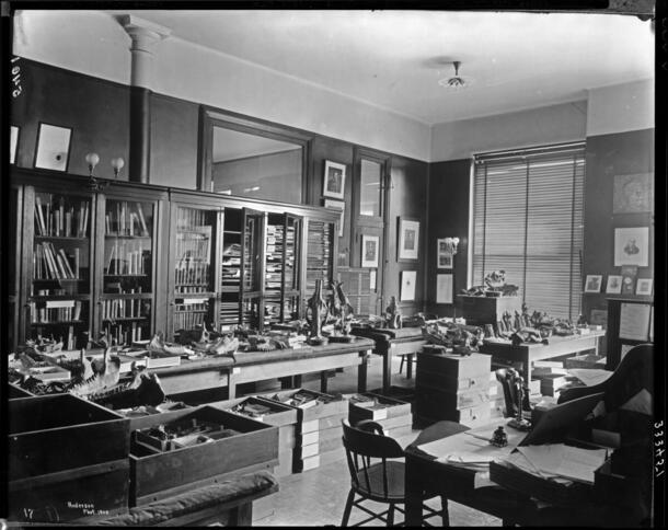 Henry Fairfield Osborn's office with Palaeosyops and other fossils, 1905