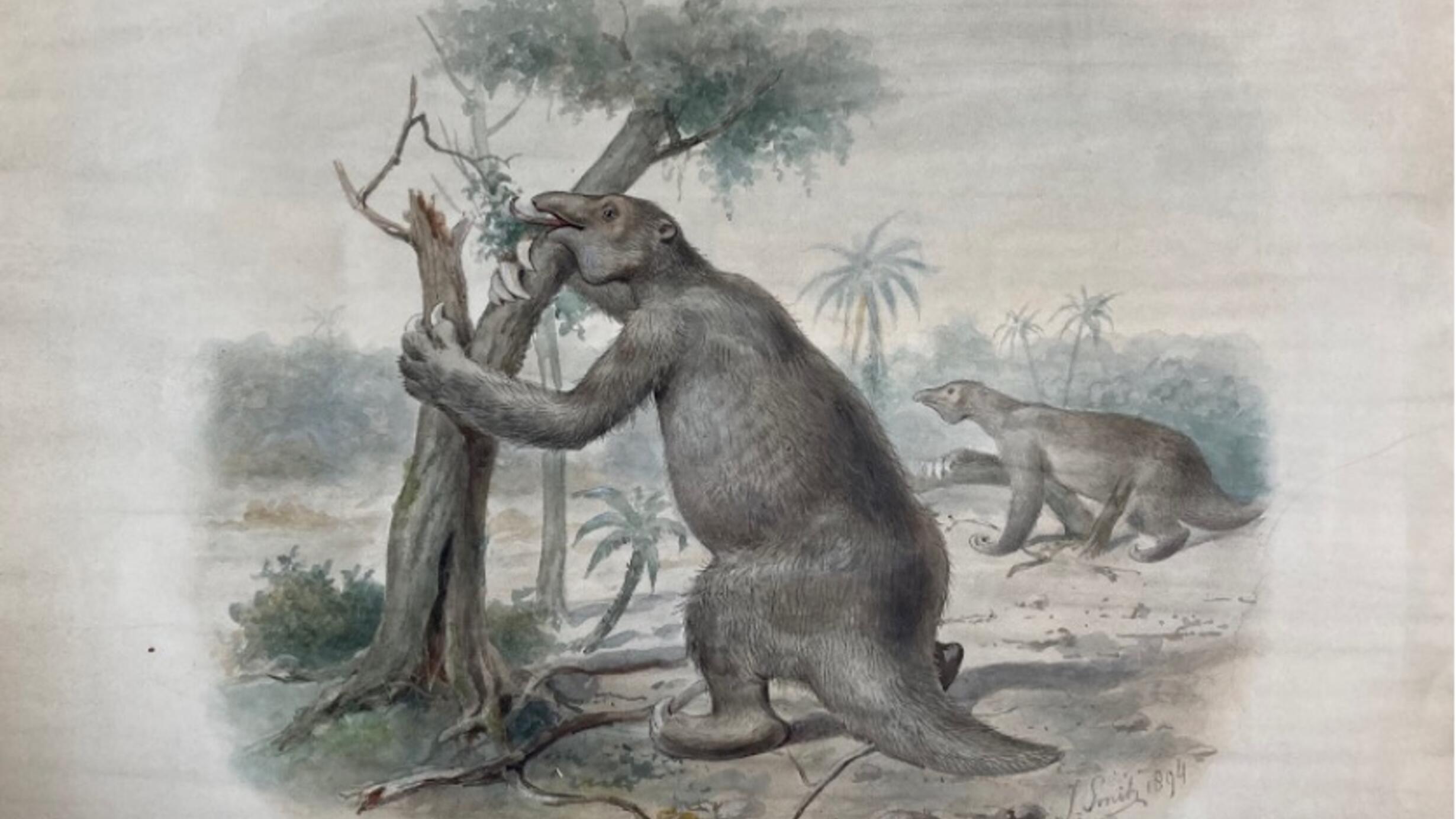 Giant Sloth, Joseph Smit 1894, Department of Vertebrate Paleontology Archive, Artwork Collection