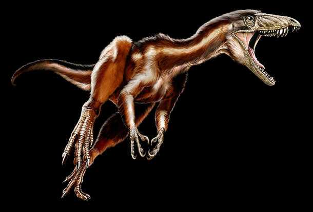 Color rendering of a tawa hallae dinosaur, an early theropod with short claw-like arms and furry skin.