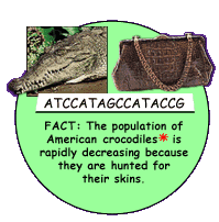 Fact: American Crocodile