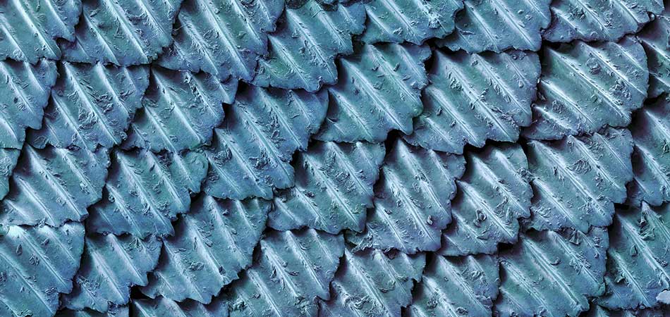 microscopic image of shark skin