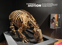 20. Giant ground sloth _DF
