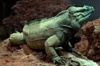 29. Rhinoceros Iguana_RM_1161
