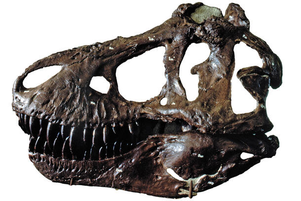 Profile view of an adult Tyrannosaurus rex fossil skull.