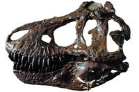 AdultTyrannosaurus