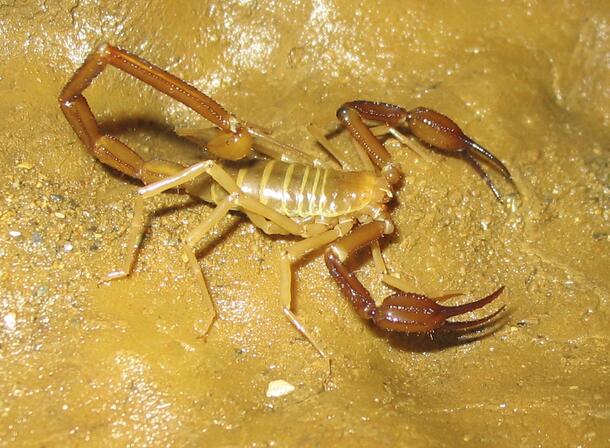 blind scorpions living in a cave