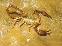 Alacran