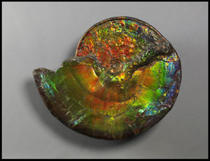 Buffalo Auto Group >> Iridescent Ammonite Goes On Display At The Museum Buffalo Auto Group >> Iridescent Ammonite Goes On Display At The Museum