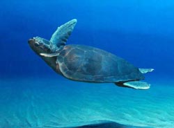 Flying Sea Turtle