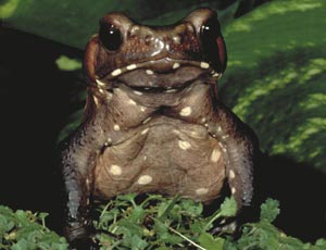 Bufo Guttatus