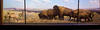 American Bison and Pronghorn