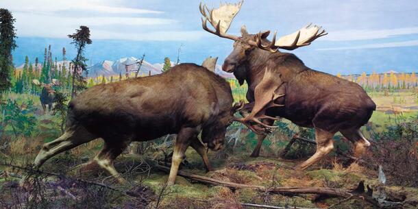 two moose battling over female (painted in the back left)