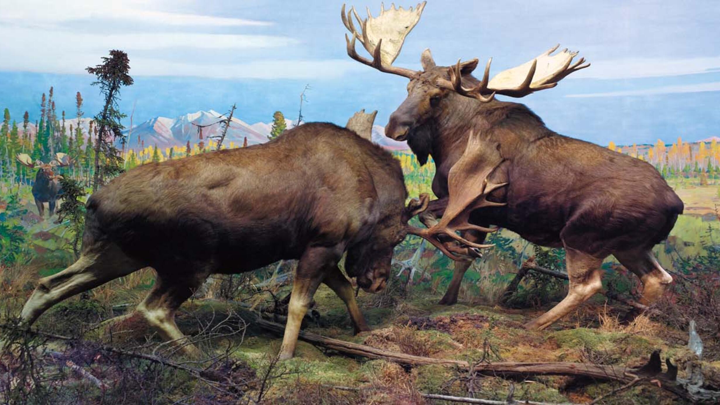 two moose battling over female (painted in the back left)