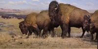 NAM American Bison