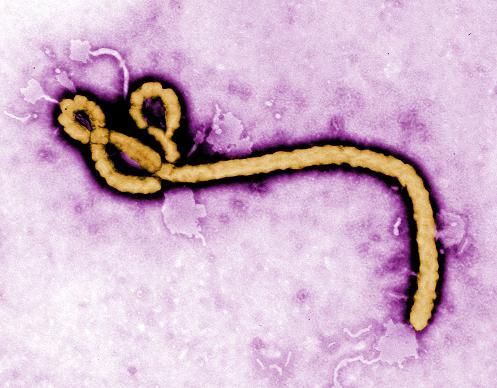 AAA Virtual Event: Ebola and Anthropology