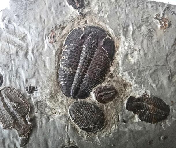 One large and four smaller trilobite fossils in rock.