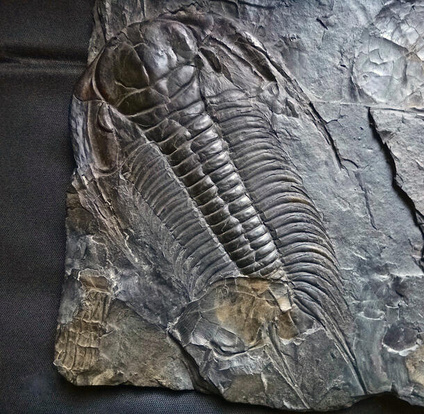 Trilobite fossil in rock.