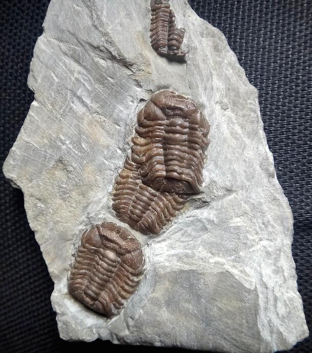 Three fossilized Trimerocephalus caecus trilobites in a stone slab.