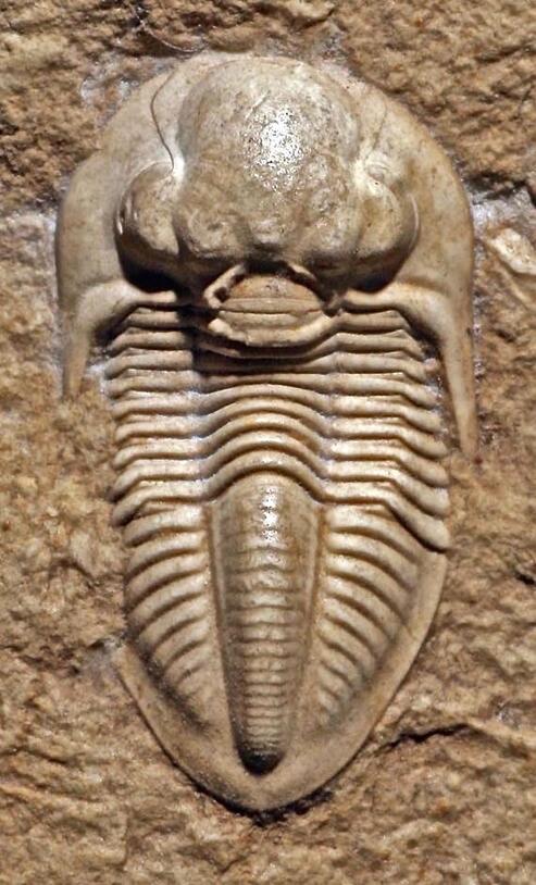Ameura Last image of trilobite