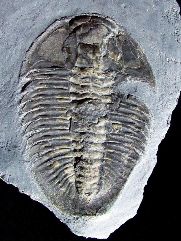 Athabaskia bithus  / Image of Cambrian U.S. trilobite