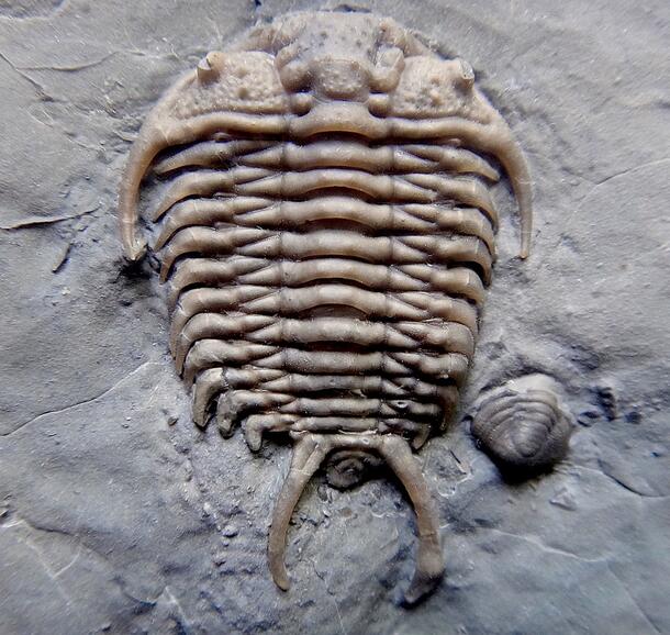  Ceraurus globulobatis / Verulam / Simcoe county image of trilobite