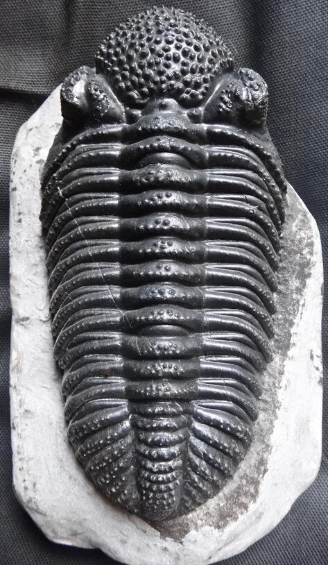 Drotops megalomanicus megalomaniacs image of a trilobite