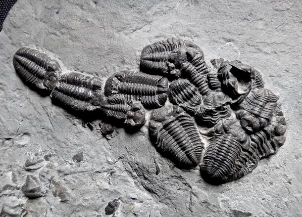 Over ten trilobite fossils on one segment of rock.