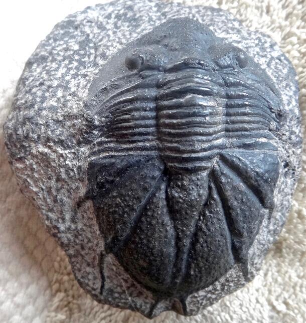 Fake 2 image of trilobite