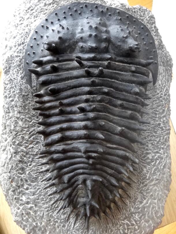 Fake 5 image of trilobite