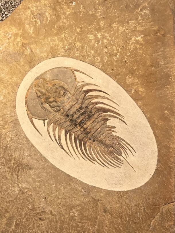 Gabriellus kierorum predation image of trilobite