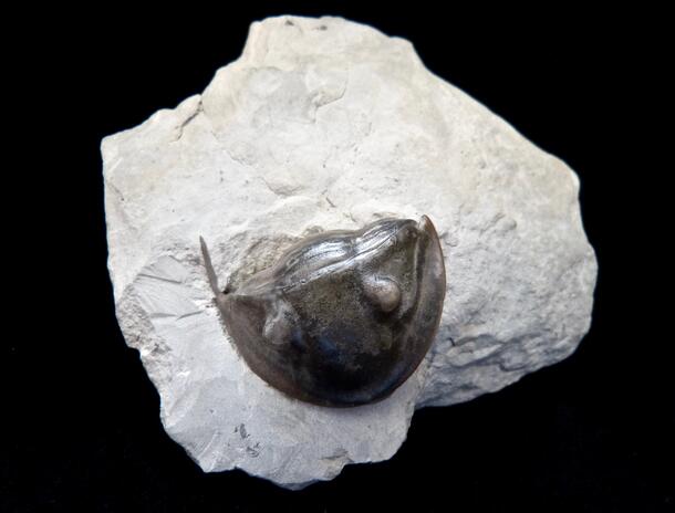 A partial trilobite in rock.