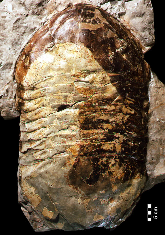 Isotelux rex image of trilobite