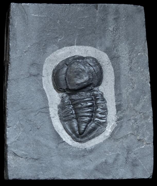 Pricyclopyge binodosa Best image of trilobite